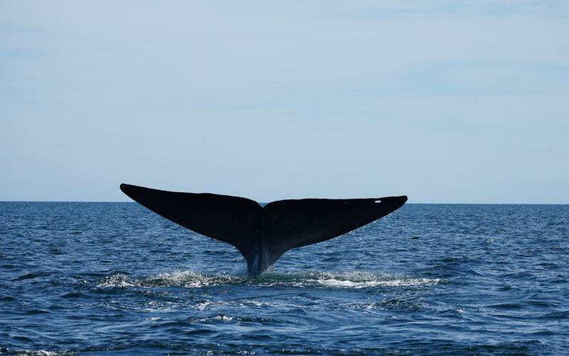 Blue whale sighting on a whale watching tour in Loreto, BCS
